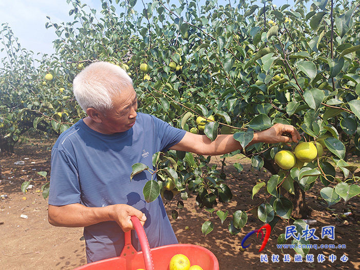 农场四分场：梨园丰收挂满枝 采摘热销助增收