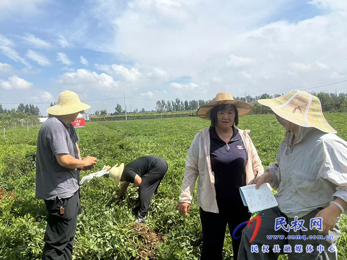 民权：开展花生实地测产 促进花生产业提质增效