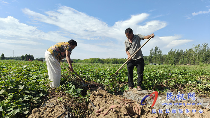 民权：林下蜜薯喜丰收 生态良田铺富路