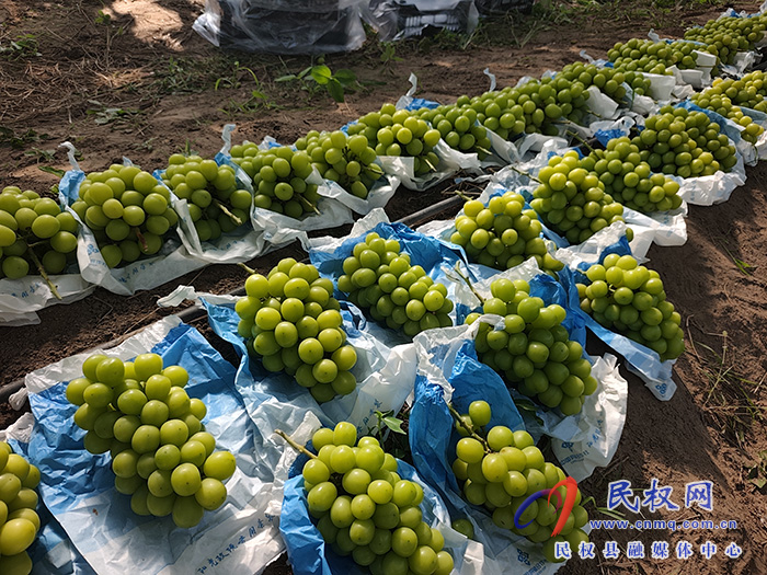 民权：葡萄抱团发展 助力共同致富 