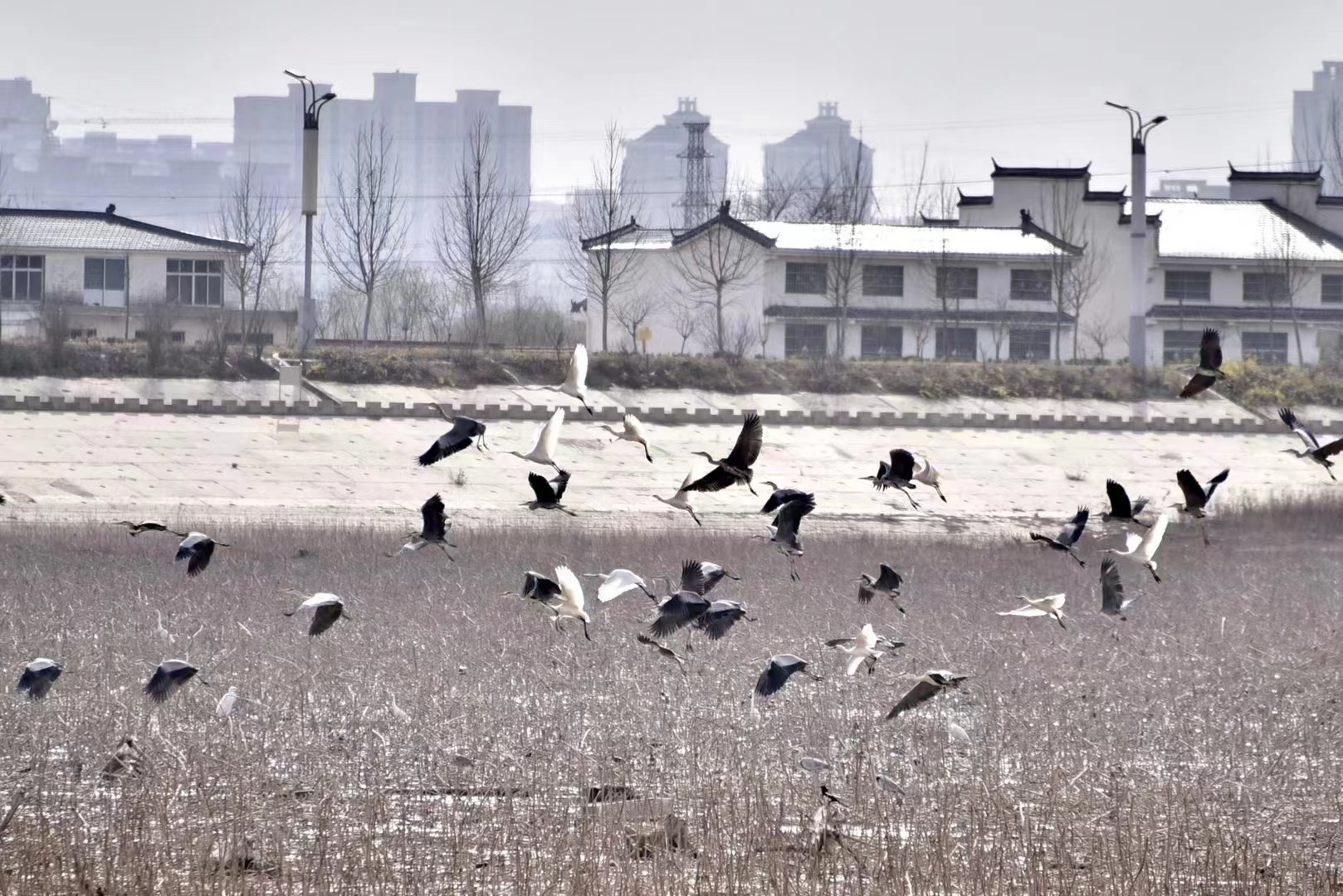 河南民权：鲲鹏湖畔